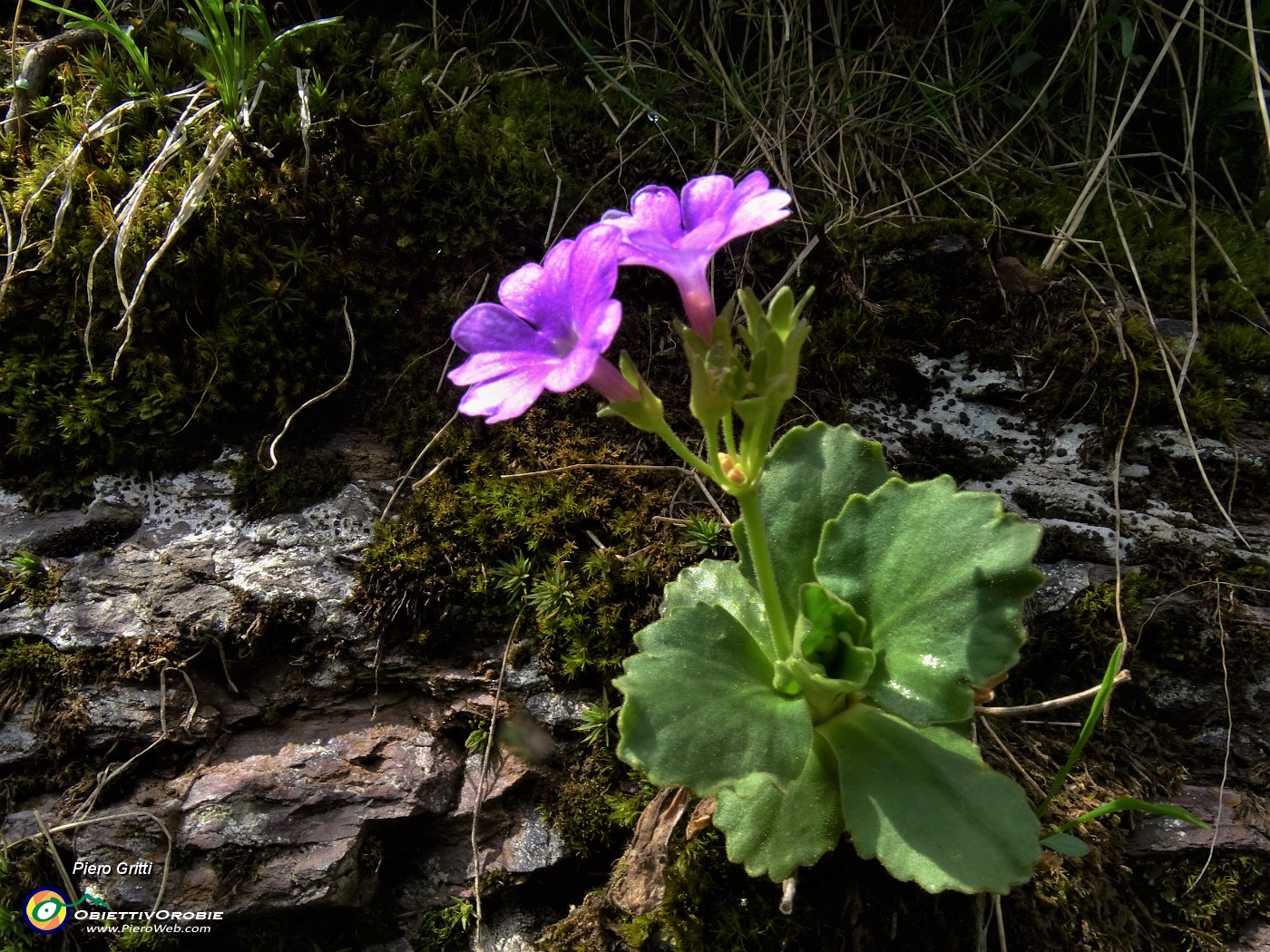 23 Primula hirsuta (Primula irsuta).JPG